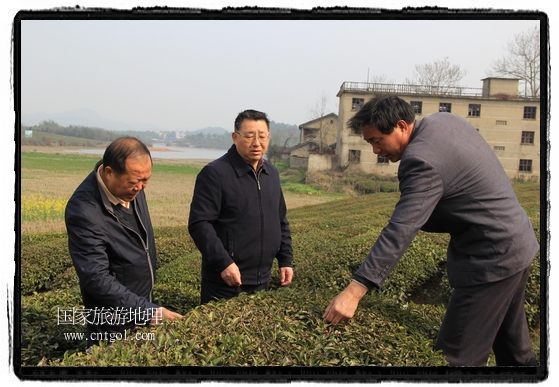婺源縣茶業(yè)局積極組織茶技人員到中云、鎮(zhèn)頭、清華、思口等重點(diǎn)產(chǎn)茶鄉(xiāng)鎮(zhèn)，深入茶園地塊、名優(yōu)茶加工廠開展技術(shù)服務(wù)。